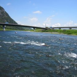 狩野川(狩野川漁業協同組合) 釣果