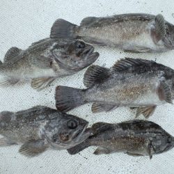 TOPGUN名古屋 釣果