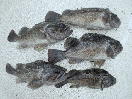 TOPGUN名古屋 釣果