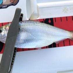 親子でジグサビキ