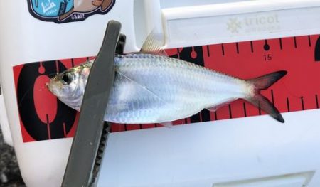 親子でジグサビキ