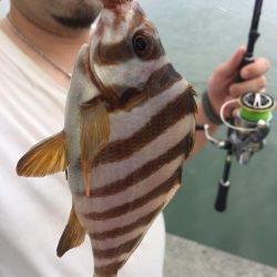 田子の浦 良型シロギス釣れてます!