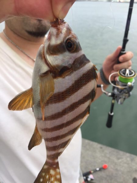 田子の浦 良型シロギス釣れてます!