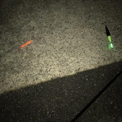 サバが、湧いてました。