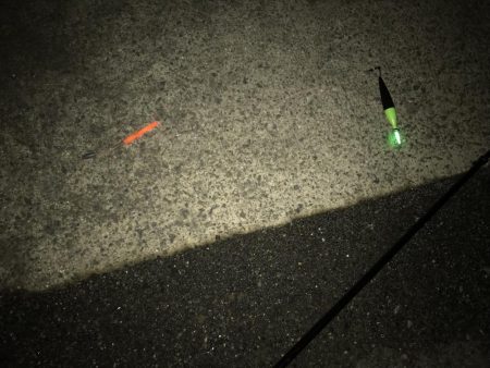 サバが、湧いてました。