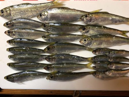 ママカリ再チャレンジ！！