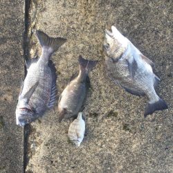 良型チヌゲット！！