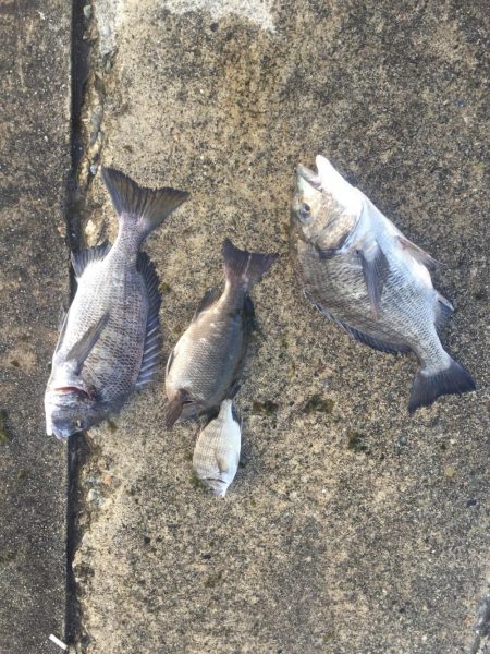 良型チヌゲット！！