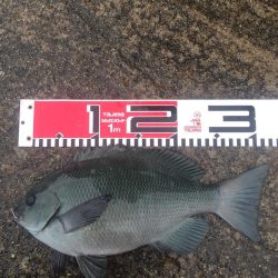 良形クロダイ好調！！