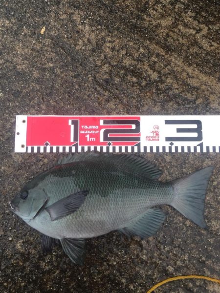 良形クロダイ好調！！