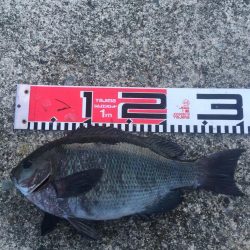 30ｃｍクラス　チヌもグレも好調！！