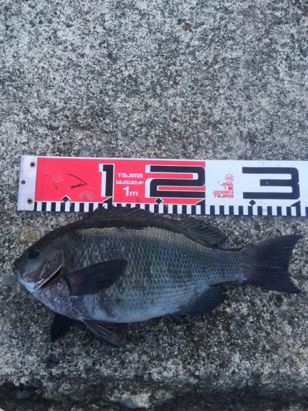 30ｃｍクラス　チヌもグレも好調！！
