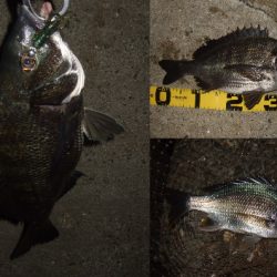 マチヌ狙いのチニング