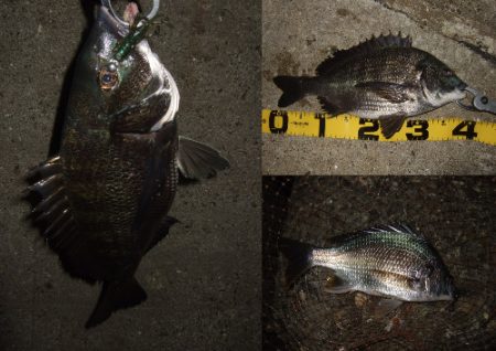 マチヌ狙いのチニング