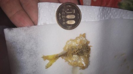 ついに芦屋にアジ!?