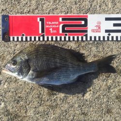 小型ながら黒鯛好調！35ｃｍ