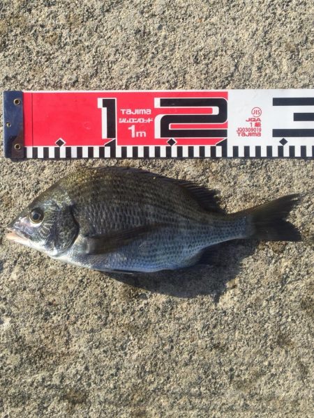 小型ながら黒鯛好調！35ｃｍ