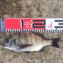 黒鯛　チャリコ　タコもゲット！！