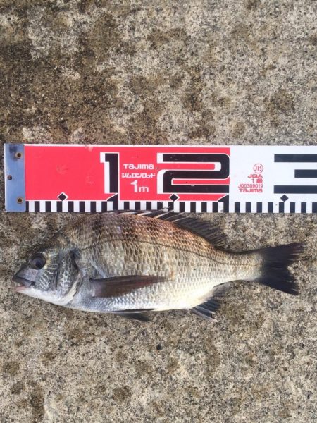 黒鯛　チャリコ　タコもゲット！！