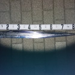 太刀魚 サゴシ サバ