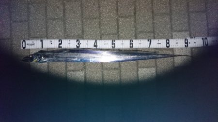 太刀魚 サゴシ サバ