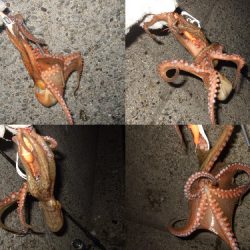 台風後のタコ爆釣