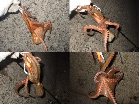 台風後のタコ爆釣