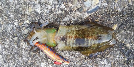 トンビにアオリとられた！