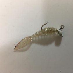 人生初のショアマダイ