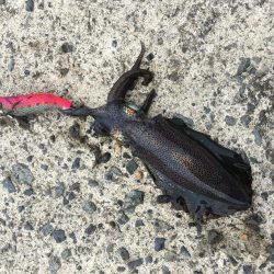 やっぱり小さい