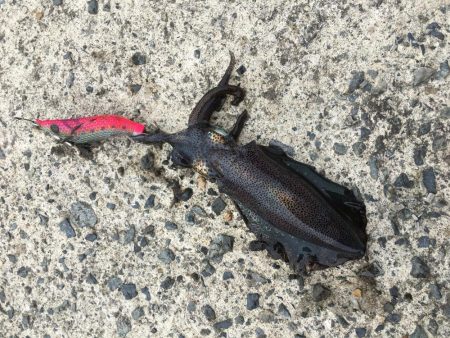 やっぱり小さい