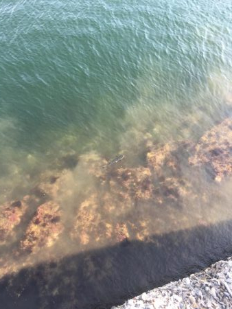 干潮潮止まり前高活性