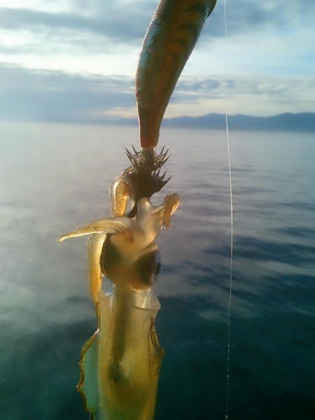 スモールオータム