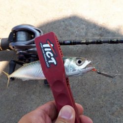 伊勢湾アジング