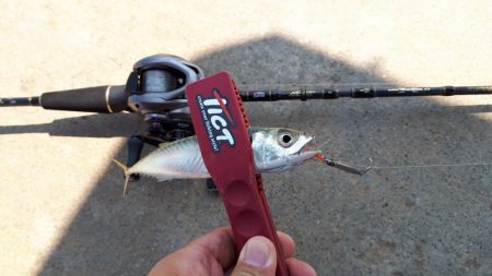 伊勢湾アジング