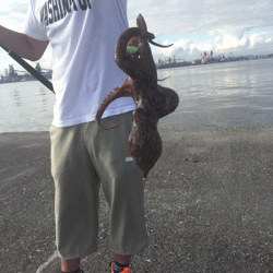 播磨新島タコ(2018-6)