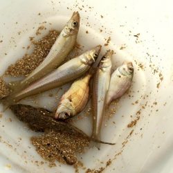 キス3　チャリコ5　ネズミゴチ1