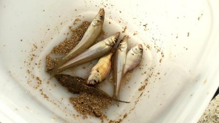 キス3　チャリコ5　ネズミゴチ1