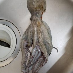 タコーレでタコつったーれ。