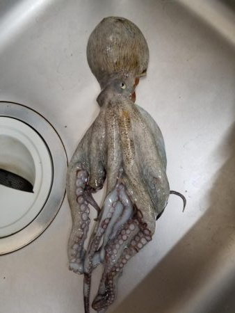 タコーレでタコつったーれ。