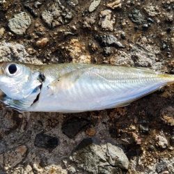 キスの顔が見れた