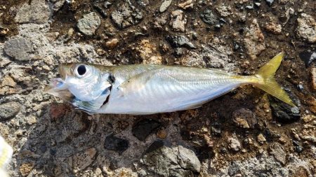 キスの顔が見れた