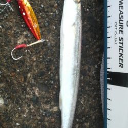 日本海アオリイカ成長中