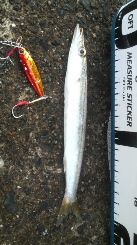 日本海アオリイカ成長中