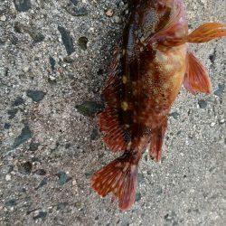 ロックフィッシュ