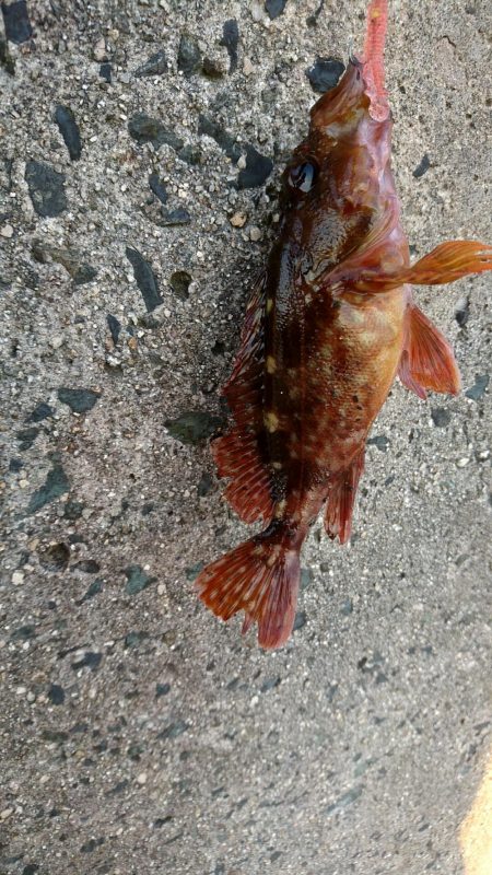 ロックフィッシュ