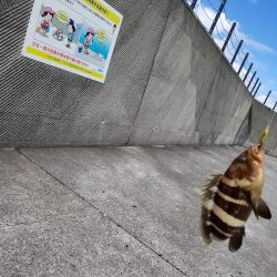 ライトショアジギング(芳養漁港周辺への釣行)