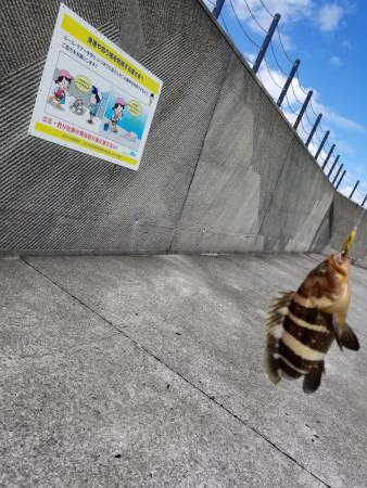 ライトショアジギング(芳養漁港周辺への釣行…
