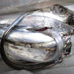 今年の初サゴシと初タチ