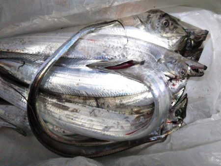 今年の初サゴシと初タチ